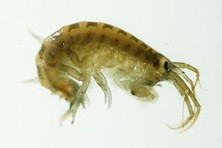Креветка-убийца - Dikerogammarus villosus